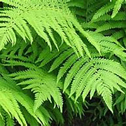 Matteuccia orientalis GM P9 BIO