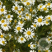 Matricaria recutita GM P13 Biologisch