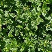 Mentha spicata 'Nigra' GM P9 BIO