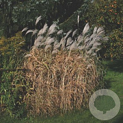 Miscanthus sacchariflorus GM P9 BIO