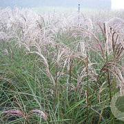 Miscanthus sin. 'Augustfeder' GM P9 BIO