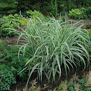 Miscanthus sin. 'Cosmopolitan' GM P9 BIO