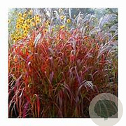 Miscanthus sin. 'Dronning Ingrid' GM P9 BIO