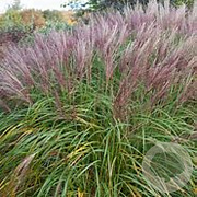 Miscanthus sin. 'Flamingo' GM P9 BIO