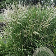 Miscanthus sin. 'Kleine Fontäne' GM P9 BIO