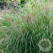 Miscanthus sin. 'Sarabande' GM P9 BIO