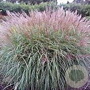 Miscanthus sin. 'Undine' GM P9 BIO