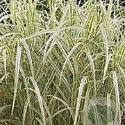 Miscanthus sin. 'Variegatus' GM P9 BIO