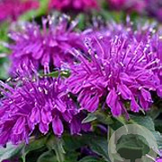 Monarda Balmy Lilac GM P9 BIO