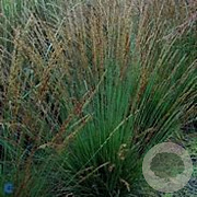 Molinia caerulea 'Overdam' GM P9 BIO