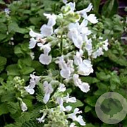Nepeta 'Alba' GM P9 BIO