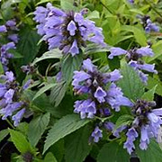 Nepeta subsessilis GM P9 BIO