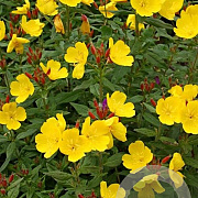 Oenothera fruticosa GM P9 BIO