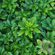 Pachysandra term. 'Green Sheen' GM P9 BIO