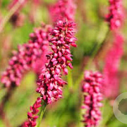 Persicaria a. 'Dikke Floskes' GM P9 BIO