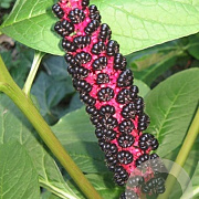 Phytolacca acinosa GM P9 BIO