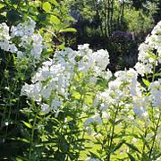 Phlox (P) 'David' GM P9 BIO