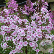 Phlox (M) 'Delta' GM P9 BIO