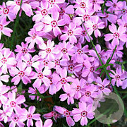 Phlox kelseyi 'Rosette' GM P9 BIO