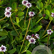 Phyla nodiflora GM P9 BIO
