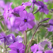 Phlox procumbens 'Variegata' GM P9 BIO