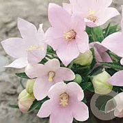 Platycodon grand. 'Fuji Pink' GM P9 BIO