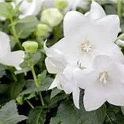 Platycodon grand. 'Fuji White' GM P9 BIO