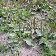 Plantago major GM P9 BIO