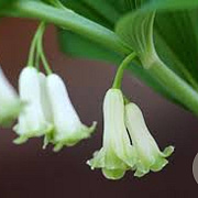 Polygonatum biflorum GM P9 BIO