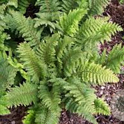 Polystichum set. 'Dahlem' GM P9 BIO