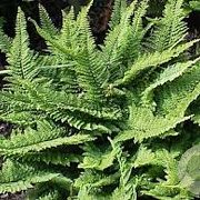 Polystichum set. 'Plumosum' GM P9 BIO