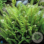 Polystichum set. 'Proliferum' GM P9 BIO