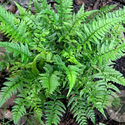 Polystichum tsussimense GM P9 BIO
