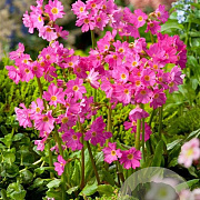 Primula rosea 'Grandiflora' GM P9 BIO