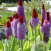 Primula vialii GM P9 BIO