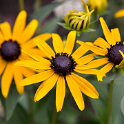 Rudbeckia f. 'Little Goldstar' GM P9 BIO