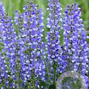 Salvia 'Azure Snow' GM P9 BIO