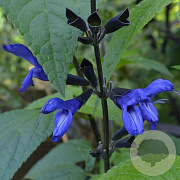 Salvia g. 'Black and Blue' GM P9 BIO