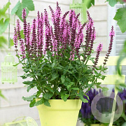 Salvia nemorosa 'Sensation Medium Pink' GM P9 BIO