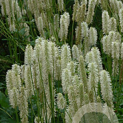 Sanguisorba canadensis GM P9 BIO