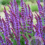 Salvia nem. 'Lubeca' GM P9 BIO