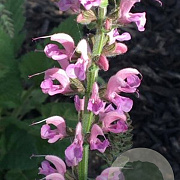 Salvia prat. 'Rose Rhapsody' GM P9 BIO