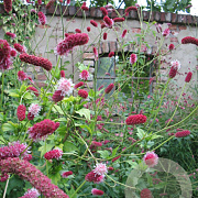 Sanguisorba tenuifolia purpurea GM P9 BIO