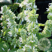 Salvia vert. 'Alba' GM P9 BIO