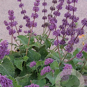 Salvia verticillata GM P9 BIO