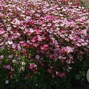 Saxifraga (A) 'Purpurteppich' GM P9 BIO