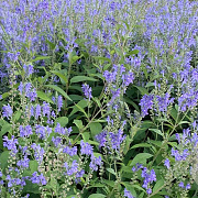 Scutellaria incana GM P9 BIO