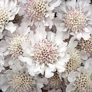 Scabiosa Kudo White GM P9 BIO