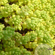 Sedum acre 'Yellow Queen' GM P9 BIO