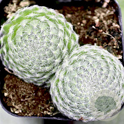 Sempervivum ciliosum borisii GM P9 BIO